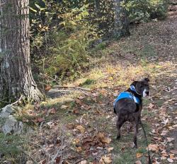 Shelter Stray Female Dog last seen E 112 Street, NEW YORK, NY, 10026, 326 E 110th St, New York, NY 10029, USA