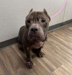 Shelter Stray Male Dog last seen Near Emerald Avenue, El Cajon, CA, 92020, 5500 Gaines St, San Diego, CA 92110, USA