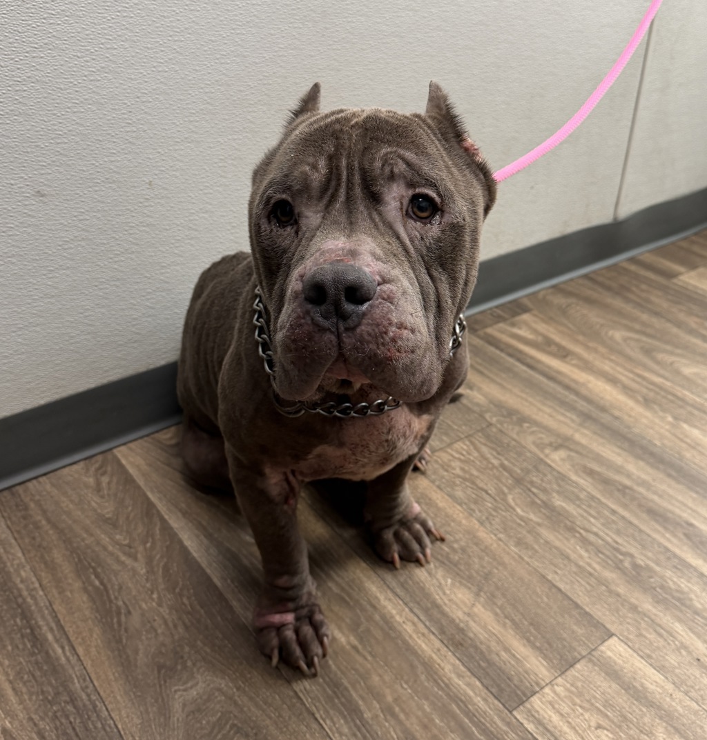 Shelter Stray Male Dog last seen Near Emerald Avenue, El Cajon, CA, 92020, 5500 Gaines St, San Diego, CA 92110, USA