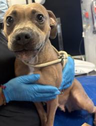Shelter Stray Female Dog last seen Near 167, BRONX, NY, 10456, 326 E 110th St, New York, NY 10029, USA