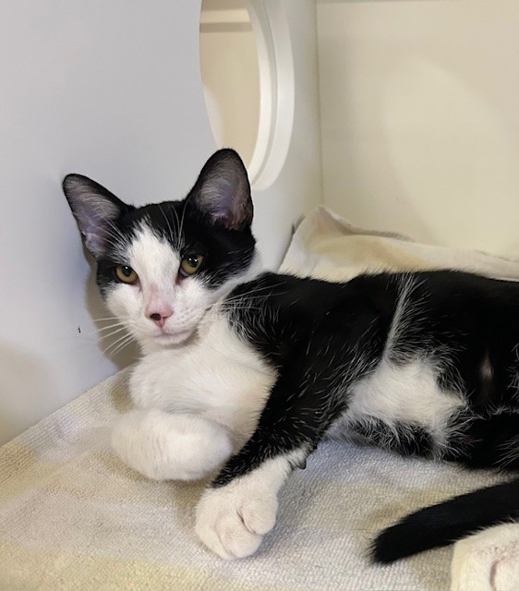 Shelter Stray Male Cat last seen Near N El Camino Real Street, Oceanside, CA, 92058, Oceanside, CA 92058, USA