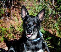 Shelter Stray Female Dog last seen Not Provided., San Pasqual, CA, 92082, Escondido, CA 92027, USA