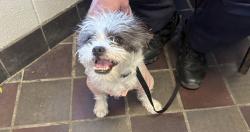 Shelter Stray Female Dog last seen Apt 6e,233 Landing Road, BRONX, NY, 10468, 326 E 110th St, New York, NY 10029, USA