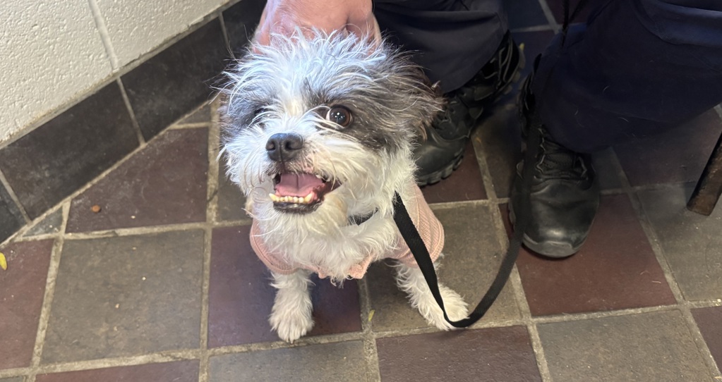 Shelter Stray Female Dog last seen Apt 6e,233 Landing Road, BRONX, NY, 10468, 326 E 110th St, New York, NY 10029, USA