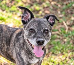 Shelter Stray Male Dog last seen Near Dimarino Street, San Diego, CA, 92114, El Cajon, CA 92020, USA