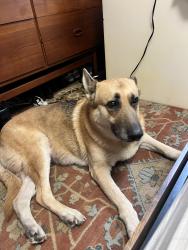 Lost Female Dog last seen Near Fairmount Ave, Oakland, CA 94611