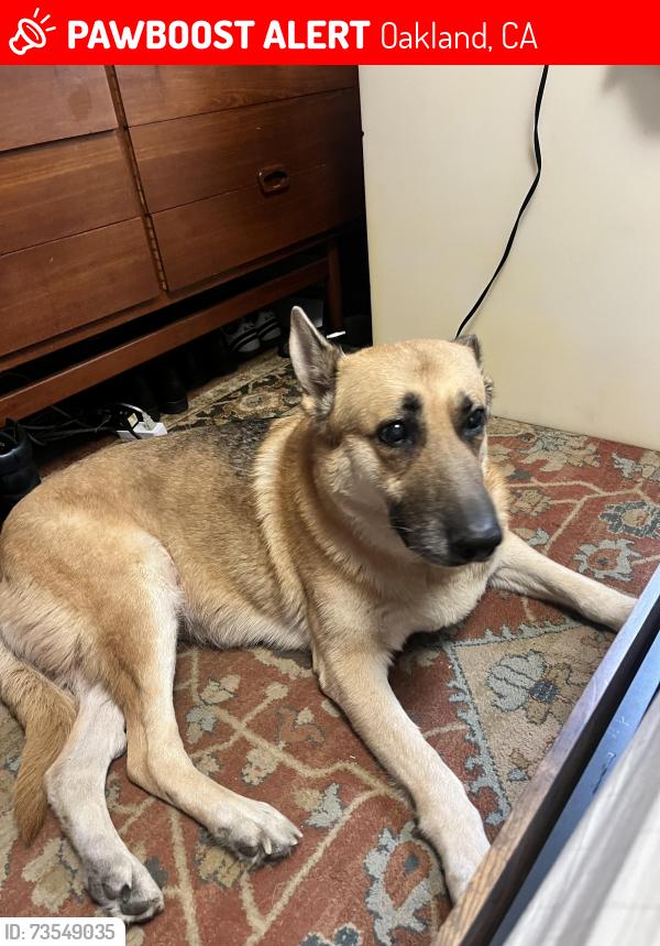 Lost Female Dog last seen Near Fairmount Ave, Oakland, CA 94611