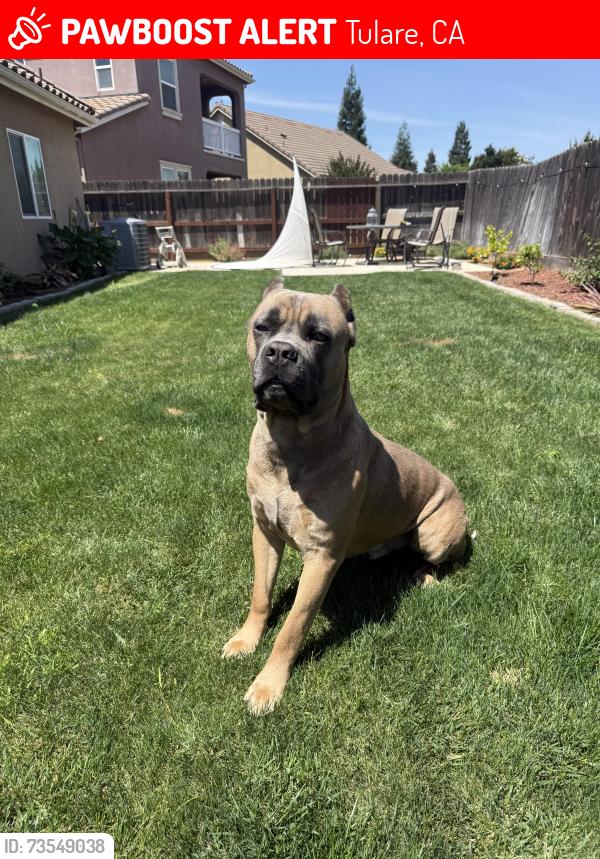 Lost Male Dog last seen West & Inyo, Tulare, CA 93274
