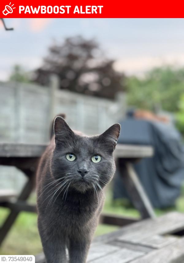 Lost Male Cat last seen Gravelly Lane, West Midlands, England B23 5SX