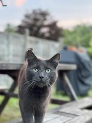 Lost Male Cat last seen Gravelly Lane, West Midlands, England B23 5SX