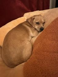 Lost Female Dog last seen Gage , Otis , Florence, Bell, CA 90201