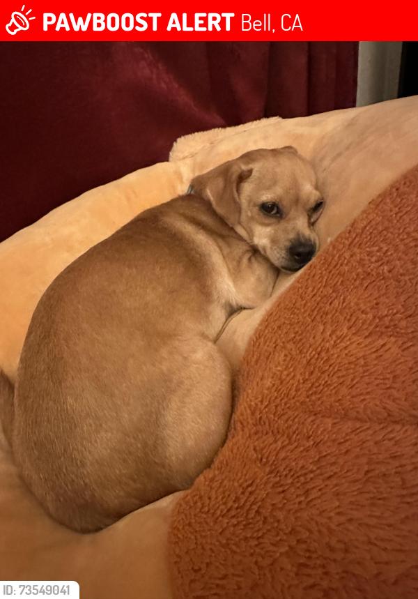 Lost Female Dog last seen Gage , Otis , Florence, Bell, CA 90201