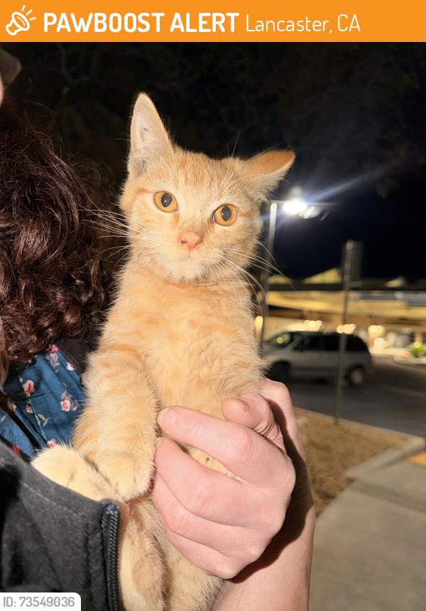 Found/Stray Male Cat last seen On Antelope Valley Medical Center grounds, Lancaster, CA 93534
