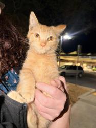 Found/Stray Male Cat last seen On Antelope Valley Medical Center grounds, Lancaster, CA 93534