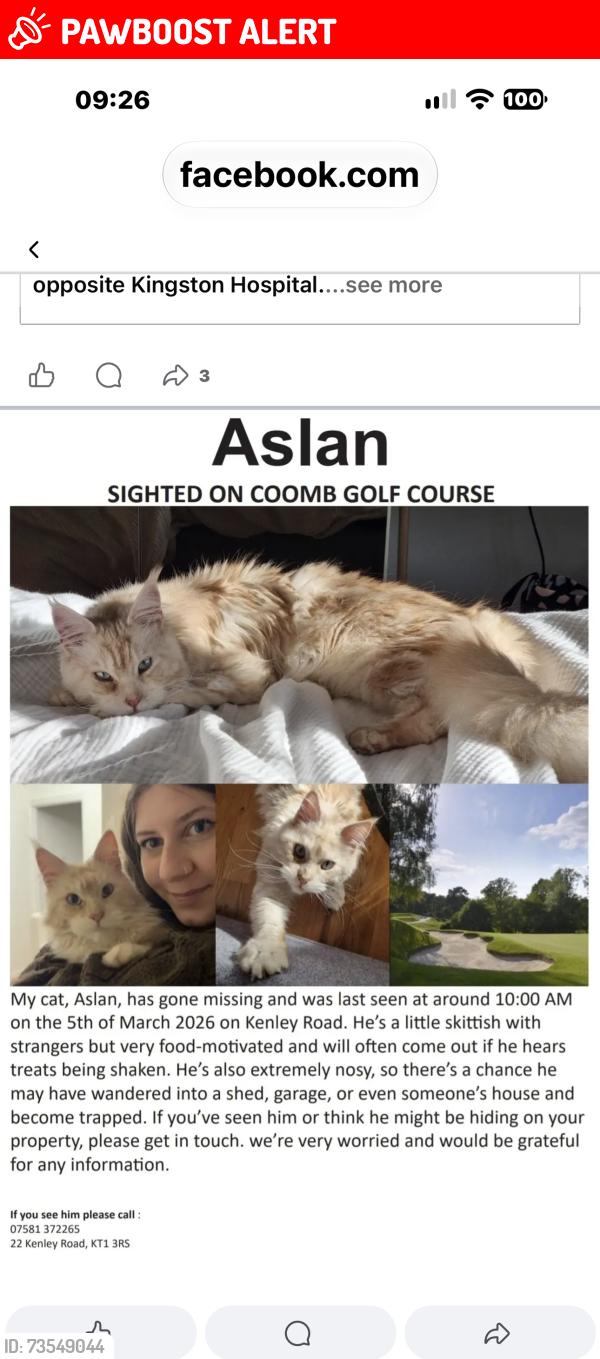 Lost Male Cat last seen Kingston upon Thames, Merton, England SW19 3JQ