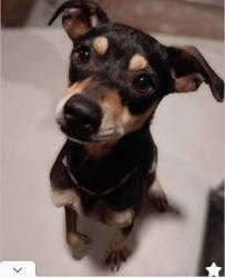 Lost Female Dog last seen Pinwood Cir/Fox Hunt, Arlington, TX 76001