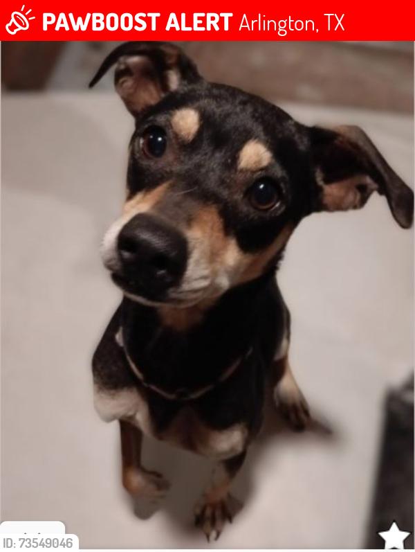 Lost Female Dog last seen Pinwood Cir/Fox Hunt, Arlington, TX 76001