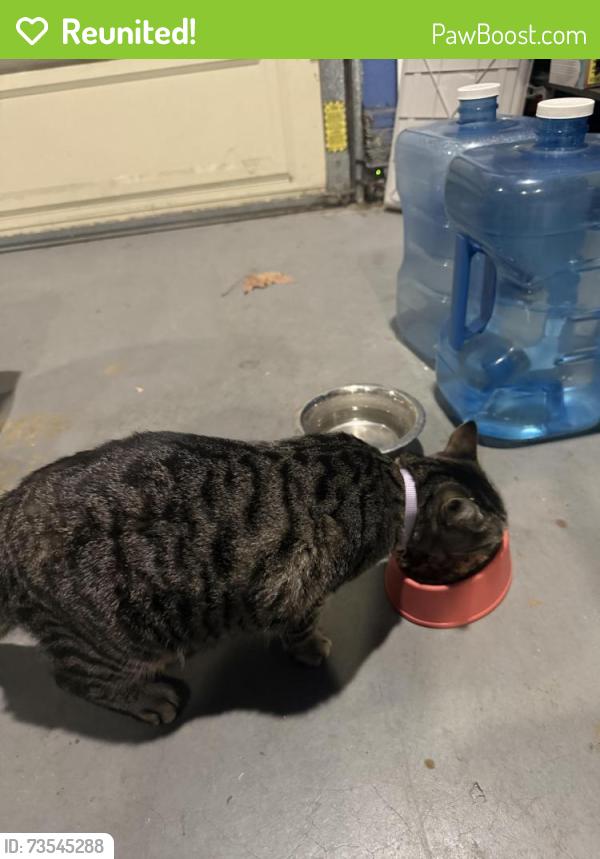 Reunited Female Cat last seen Near San Hugo Way, Buena Park, CA 90620