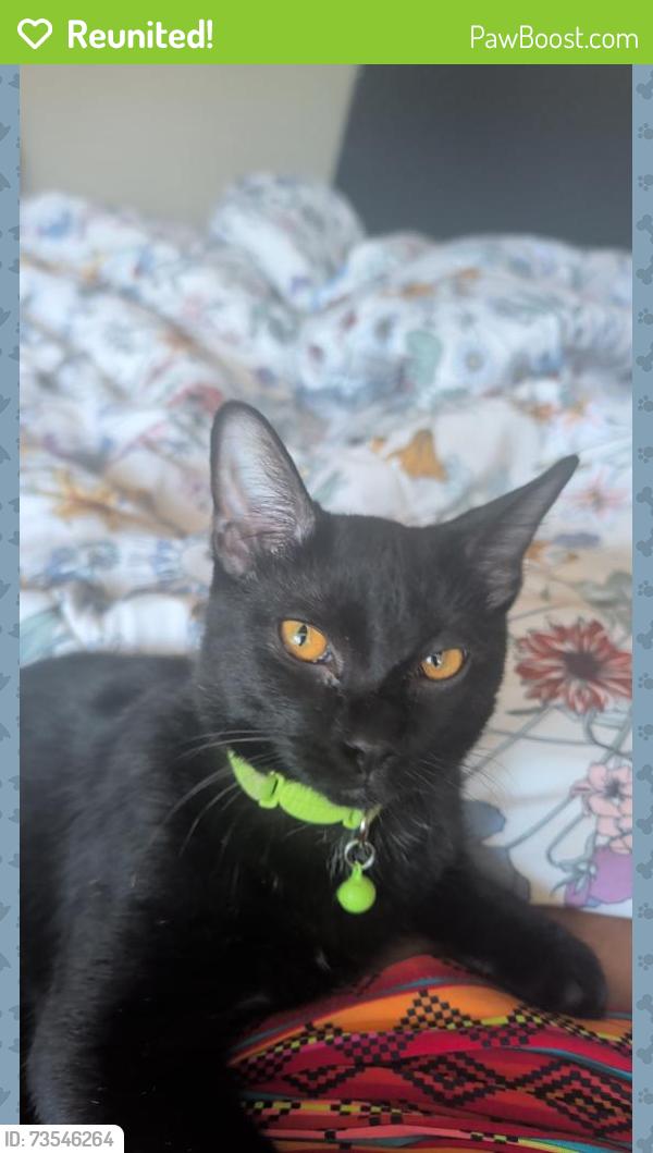Reunited Male Cat last seen Old town, Helena, AL 35080