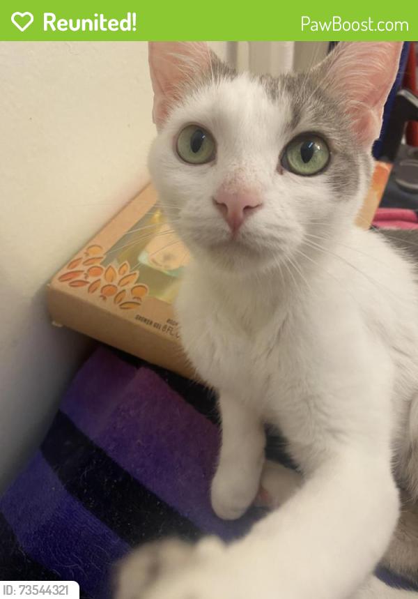 Reunited Female Cat last seen Fairview and McFadden, Santa Ana, CA 92704