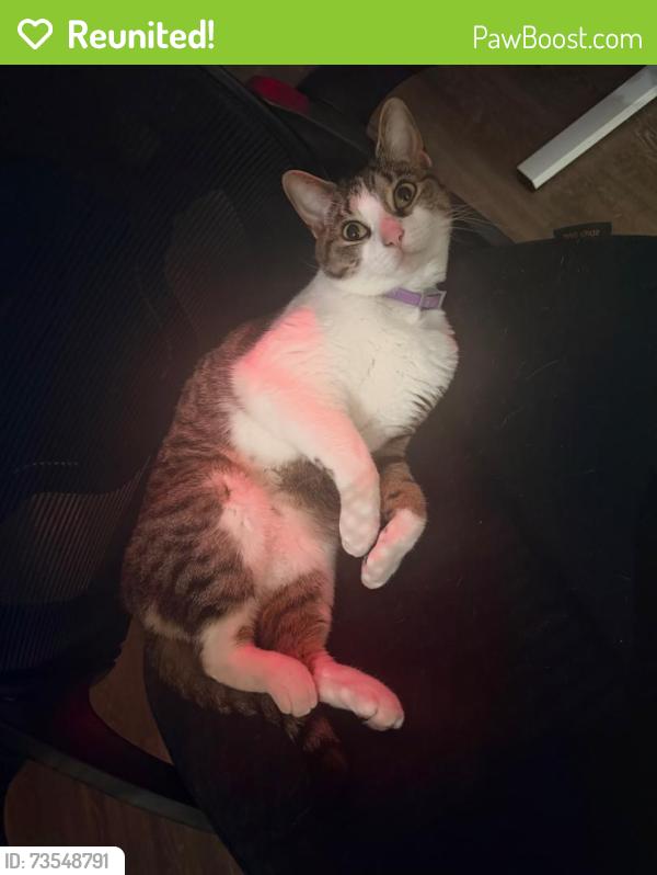 Reunited Female Cat last seen Sybelia Pkwy near Publix, Maitland, FL 32751