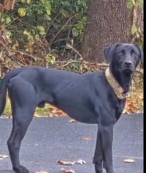 Lost Male Dog last seen Voncannon Farm Rd Asheboro NC, Randolph County, NC 27205