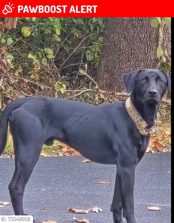 Lost Male Dog last seen Voncannon Farm Rd Asheboro NC, Randolph County, NC 27205