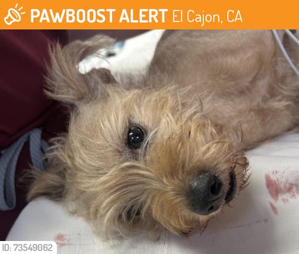 Found/Stray Male Dog last seen Pepper Drive / Chatsbury, El Cajon, CA 92019