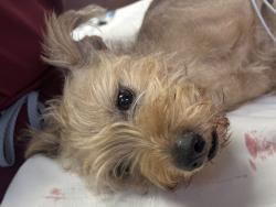 Found/Stray Male Dog last seen Pepper Drive / Chatsbury, El Cajon, CA 92019