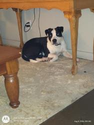 Lost Male Dog last seen Swope parkway, Kansas City, MO 64130