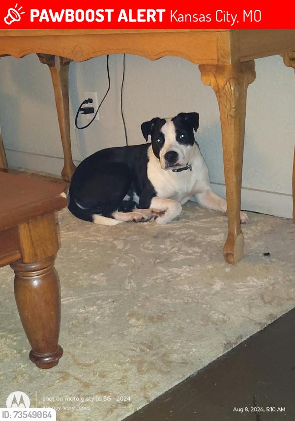 Lost Male Dog last seen Swope parkway, Kansas City, MO 64130