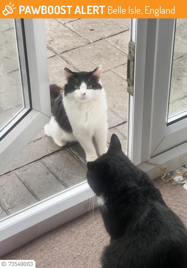 Found/Stray Unknown Cat last seen Broom nook Leeds Ls103LR, Belle Isle, England 