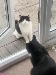Found/Stray Unknown Cat last seen Broom nook Leeds Ls103LR, Belle Isle, England 