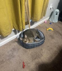 Reunited Male Cat last seen Pond Lake Rd/Rocky Run, Jacksonville, NC 28546