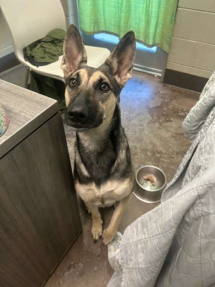 Shelter Stray Female Dog last seen Crosspointe Church, City of Florence, AL, 3240 Roberson Rd, Florence, AL 35630, USA