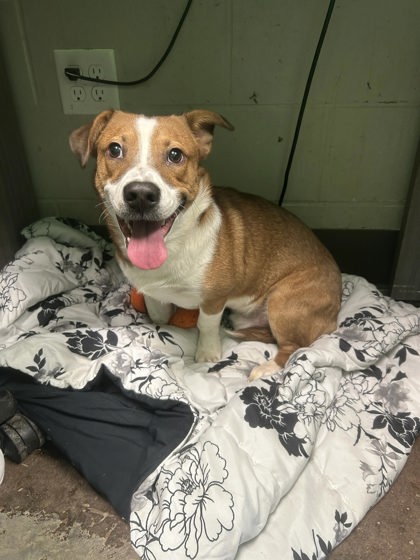 Shelter Stray Male Dog last seen Georgia Ave, City of Florence, AL, 3240 Roberson Rd, Florence, AL 35630, USA