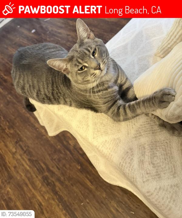 Lost Male Cat last seen Near E20th St Long Beach ca 90806, Long Beach, CA 90806