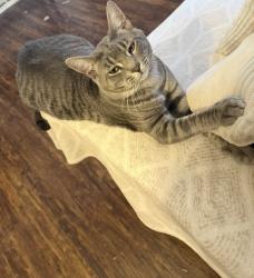 Lost Male Cat last seen Near E20th St Long Beach ca 90806, Long Beach, CA 90806