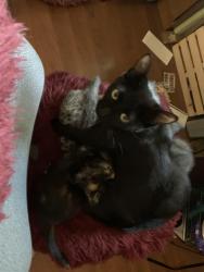 Reunited Female Cat last seen Russell way, Lynnwood Wa 98087, Lynnwood, WA 98087