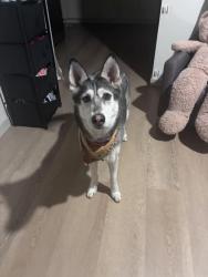 Found/Stray Female Dog last seen In Gilroy not sure where my parents found her, Gilroy, CA 95020