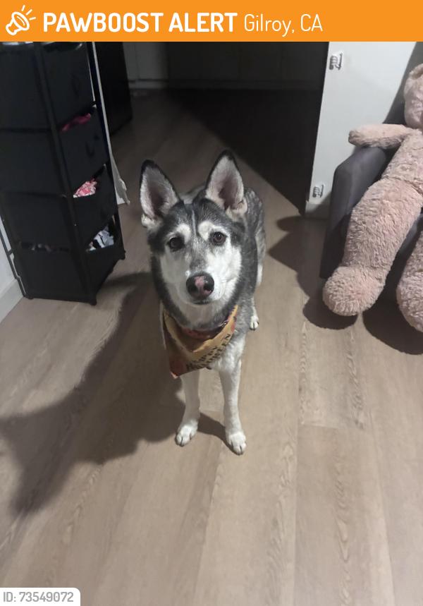 Found/Stray Female Dog last seen In Gilroy not sure where my parents found her, Gilroy, CA 95020