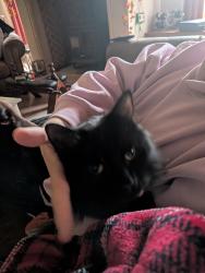Reunited Male Cat last seen South Barrow, at home, South Barrow, England BA22 7LN