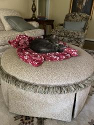 Reunited Female Cat last seen 90th ST and Antioch, Overland Park, KS 66212