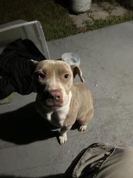 Found/Stray Female Dog last seen Exxon gas station, Union City, GA 30291