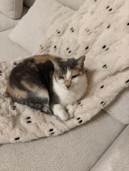 Reunited Female Cat last seen Lisson Rd, Naperville, IL 60565