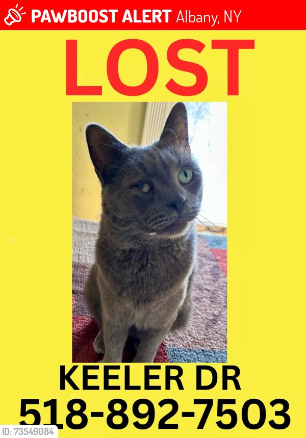 Lost Male Cat last seen Jase Court, Albany, NY 12208