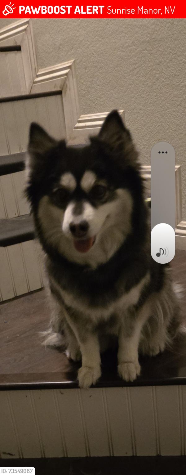 Lost Female Dog last seen E.sahara an Sloan ln, Sunrise Manor, NV 89142