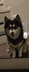 Lost Female Dog last seen E.sahara an Sloan ln, Sunrise Manor, NV 89142