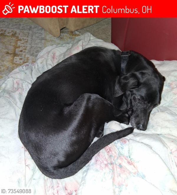 Lost Male Dog last seen S. Yale ave and w town st franklinton, Columbus, OH 43222