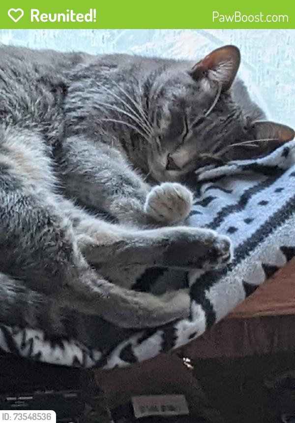 Reunited Male Cat last seen Rosewood and Royale behind northwest plaza, Muncie, IN 47304